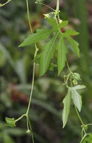 Image result for Diplocyclos