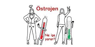 Ostrojen Nedir Ostrojen Hormonu Ne Ise Yarar 2020 Fiziksel Degisim Saglik Dogal Saglik