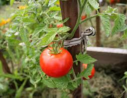 Do tomatoes grow from flowers. How To Plant Grow And Harvest Tomatoes