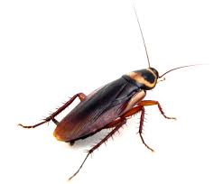 Comment Reconnaitre Une Coquerelle A Extermination