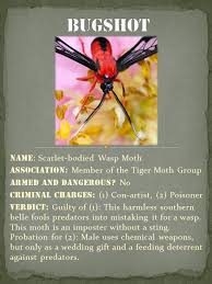 We did not find results for: Waspmoth