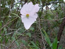 Image result for Dalechampia capensis