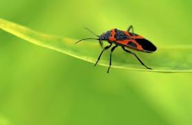 Milkweed Bug Information Are Milkweed Bugs Harmful