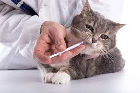 We administer pills to dogs and cats every day. How To Give A Difficult Cat Liquid Medicine Adams