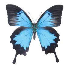 Buy Real Papilio Ulysses Swallowtail Blue Black Butterfly For Sale Bicbugs Blue Butterfly Tattoo Blue Morpho Butterfly Blue Morpho
