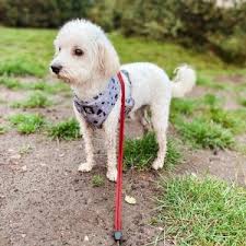 Types Of Cavapoo Colors Tri Color Black White Etc 2022 We Love Doodles
