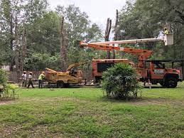 We did not find results for: Tree Removal Tree Service Gainesville Fl Mr Tree And Lawn Service