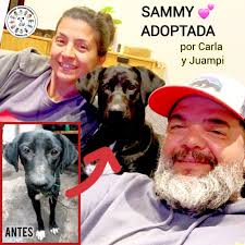 Perros Comunitarios SANTA...