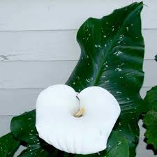 Image result for Zantedeschia aethiopica