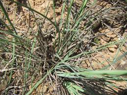 Image result for Eustachys paspaloides