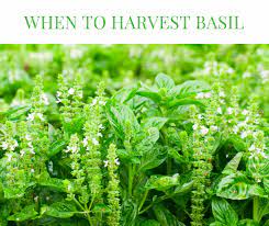 With endless varieties, you can learn a lot about gardening from growing this plant, practicing your pruning and propagation techniques, and growing absolutely massive basil pick up limes. How Do You Know When To Harvest Basil