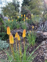 Image result for Kniphofia princeae