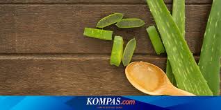 Campur ekstrak lidah buaya dengan shampo dan oleskan pada rambut anda. Populer Sebagai Tanaman Obat Apa Saja Manfaat Lidah Buaya Halaman All Kompas Com