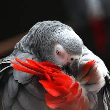 Grey Bird With Red Neck Ack Bird Head African Grey Parrot Parrot African Grey
