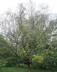 Image result for Xylia africana