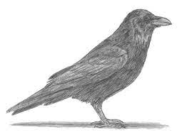 Every ship there has means to release the bitter end link in emergency. How To Draw A Raven Or Crow