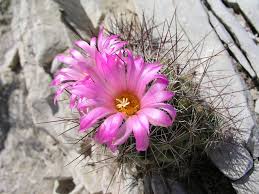 The typical temperature, soil, and. Bunched Cory Cactus Federal State Listed Plants Of Texas