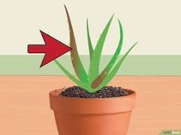 Entretien et culture du exposition d'un aloe vera : Comment Raviver Un Pied D Aloe Vera Mourant 14 Etapes Bouture Plante Grasse Trucs Et Astuces Jardinage Jardinage En Pots