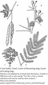 Image result for Acacia xanthophloea