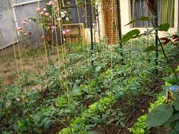 Garden گردن meaning in english cervix : Csr Gardening For Mental And Physical Health The Csr Journal