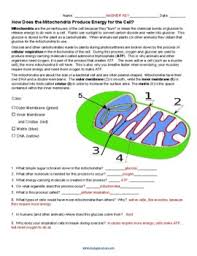 These components are know as organells of a cell and these organells for a plant are vital for its functionality and survival. Mitochondria Worksheets Teaching Resources Teachers Pay Teachers