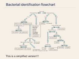 17 paradigmatic bacterial identification flowchart