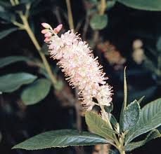 Image result for Sapotaceae