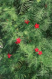 Image result for Ipomoea quamoclit