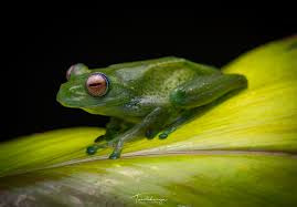 Image result for Triainolepis africana