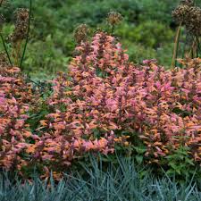 We did not find results for: Photo Essay Extremely Long Bloomers Perennial Resource