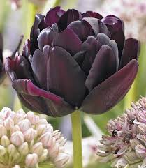 Black tulip flower is the largest growers, suppliers, & distributors of premium quality cut flowers, plants & foliages. Tulip Bulbs Black Parrot Very Elegant Black Tulip Tulip Store