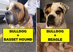 English Bulldog Mixes: 20 Unique Crossbreeds (With Pictures)