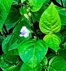 Image result for Asystasia intrusa