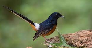 Ciri Ciri Murai Batu Stres Penyebab Cara Mengatasinya Pintarpet