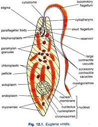 euglena viridis habitat structure and locomotion protozoa