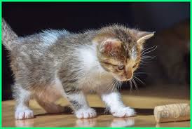 Kucing himalaya merupakan kucing domestik yang memang sangat lah menarik, kucing ini juga disebut sebagai kucing persia himalaya. Makanan Yang Baik Untuk Anak Kucing Umur 1 Bulan Dunia Fauna Hewan Binatang Tumbuhan