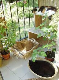 Cat Friendly Balcony Amusing Safe Decoration Ideas Balcony Decoration Eco Friendly Garden Ideas Cat Patio Outdoor Cat Enclosure Cat Enclosure
