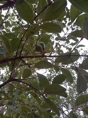 Image result for Strychnos mellodora