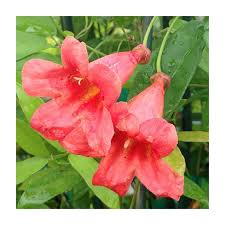 Image result for Bignonia capreolata