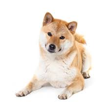 Shiba Inu Races De Chiens Chien Shiba Inu Et Chien Shiba