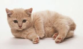 Kitty Cat Meow British Cream Shorthair Shorthaired Cats Tabby Kitten Orange Tabby Cats Munchkin Cat