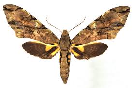 Image result for Monanthotaxis parvifolia