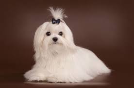 Teacup Maltese Quick Facts About The Adorable Designer Dog