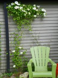 Our clematis nursery is located in doncaster, south yorkshire. My Vote For Clematis Of The Year Guernsey Cream Garden Drama