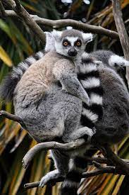 Ring Tailed Lemur Fort Wayne Children S Zoo Animais