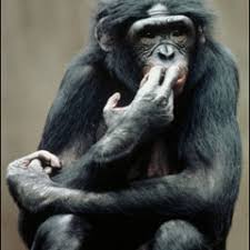 Stream Chris BRUN music