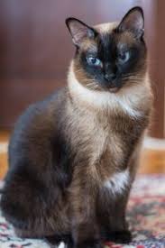 Where are siamese cats from? The Seal Point Siamese Cat 2021 Best Of All Siamese Breed