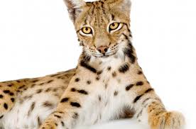 She can be homed with children and cats. Into The Wild Belgium S 6 Coolest Animals The Bulletin