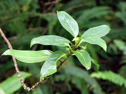 Image result for Adenostemma viscosum