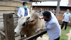 Tata cara penyembelihan hewan qurban dan aqiqah ada 2. Perbedaan Qurban Dengan Aqiqah Dan Mana Yang Harus Didahulukan Tirto Id